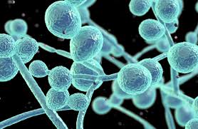 Candidiasis